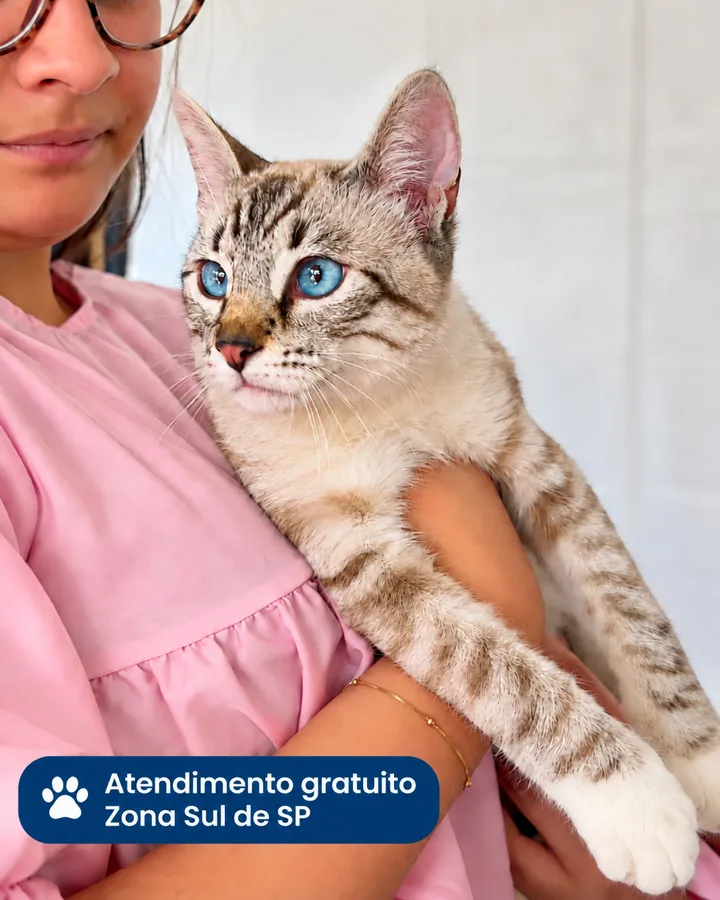 Gato no colo da responsável em atendimento